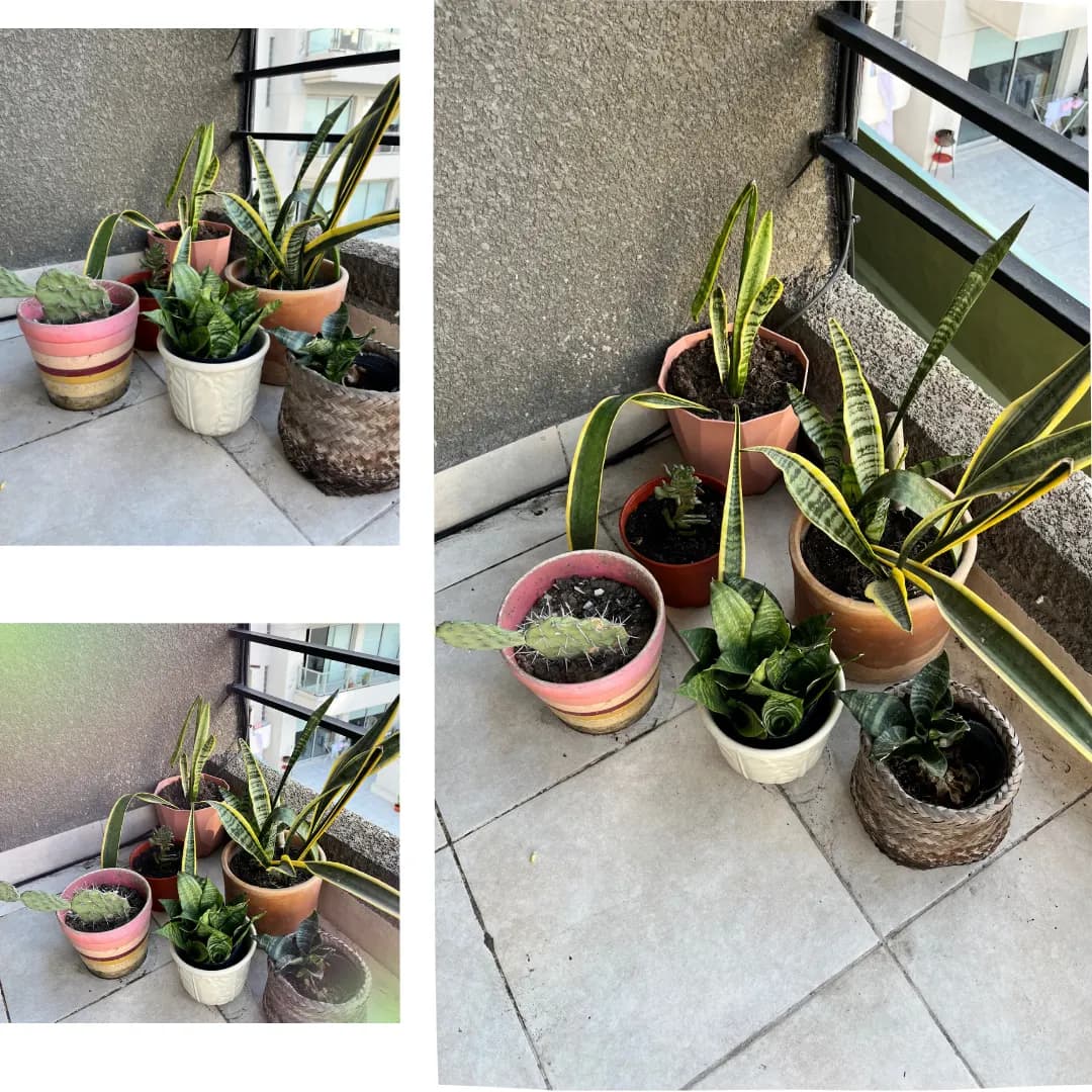 Lote de Plantas de Exterior/Balcón